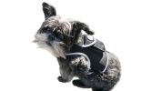 Mini GPS Dog Tracking Device GSM GPRS Pet Location Finder Portable NEW Size:L