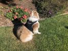 Mini GPS Dog Tracking Device GSM GPRS Pet Location Finder Portable NEW Size:L