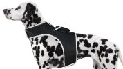 Mini GPS Dog Tracking Device GSM GPRS Pet Location Finder Portable NEW Size:L